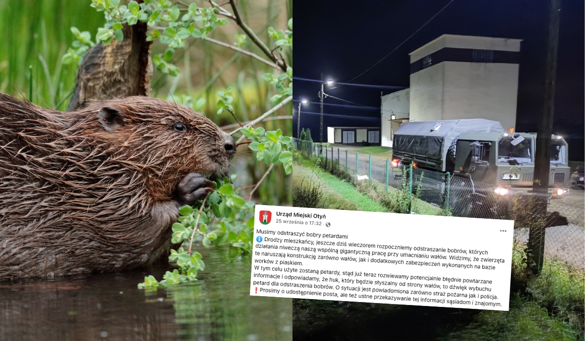 Urzędnicy odpowiedzialni za straszenie bobrów petardami mogą odpowiedzieć karnie