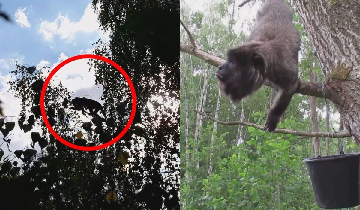 Gdzieś na przestrzeni Słupsk-Ustka grasuje małpa i byłoby fajnie, jakby się znalazła