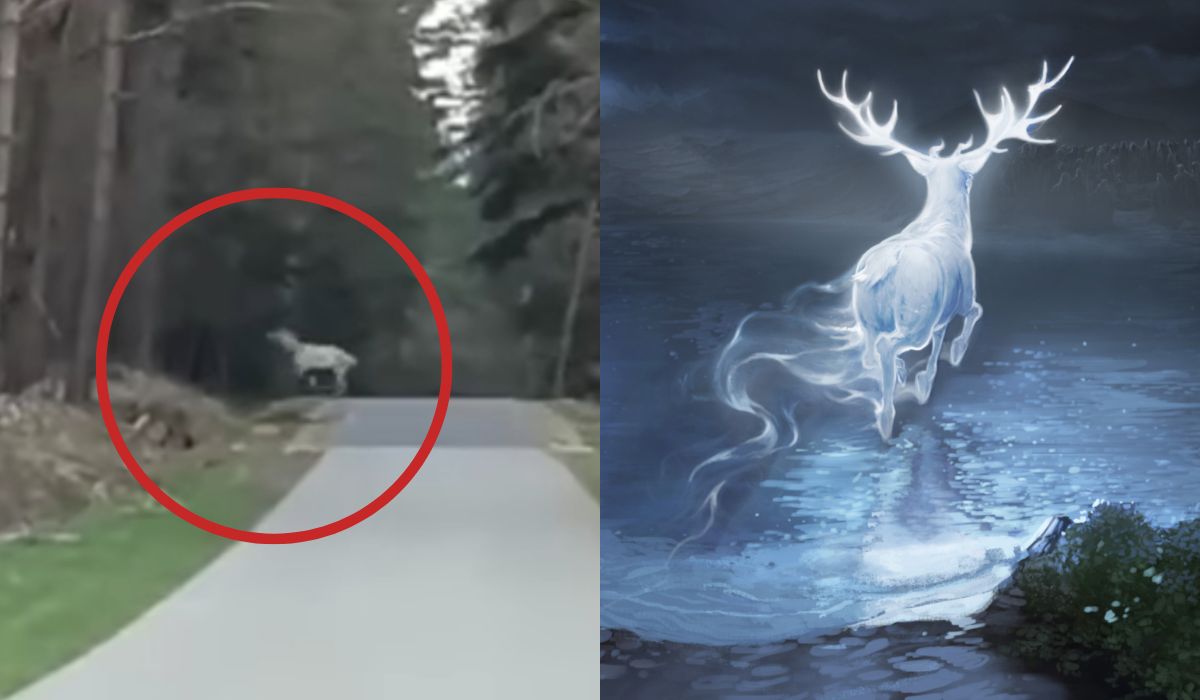 Nadleśnictwo Leżajsk pokazało nagranie jelenia, który wygląda, jakby ktoś wezwał Patronusa