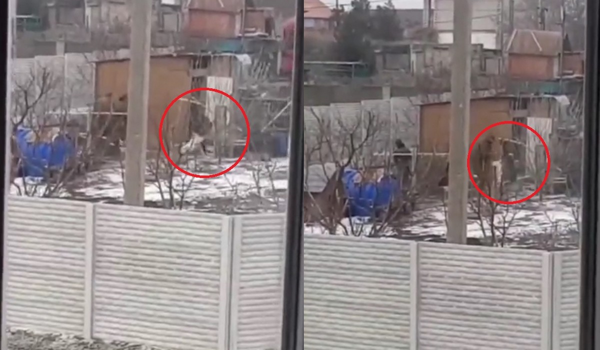 Ukraina: głodni rosyjscy żołnierze zostali nagrani podczas kradzieży kur