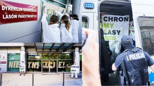 Greenpeace niedelikatnie domaga się, żeby zamiast wycinać stare lasy, to ich nie wycinać