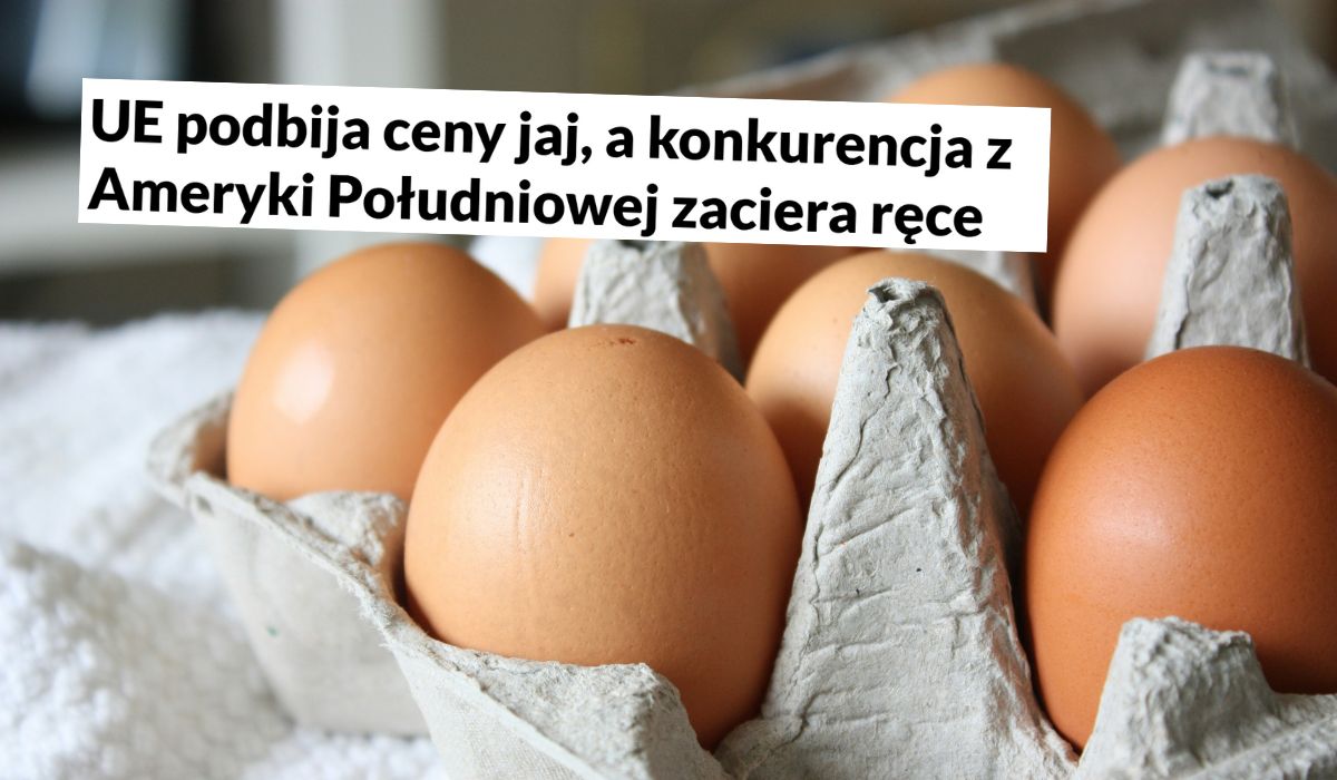 Krajowa Izba Producentów Drobiu i Pasz ostrzega przed zalewem jajek z zagranicy, nawet z Ameryki Południowej