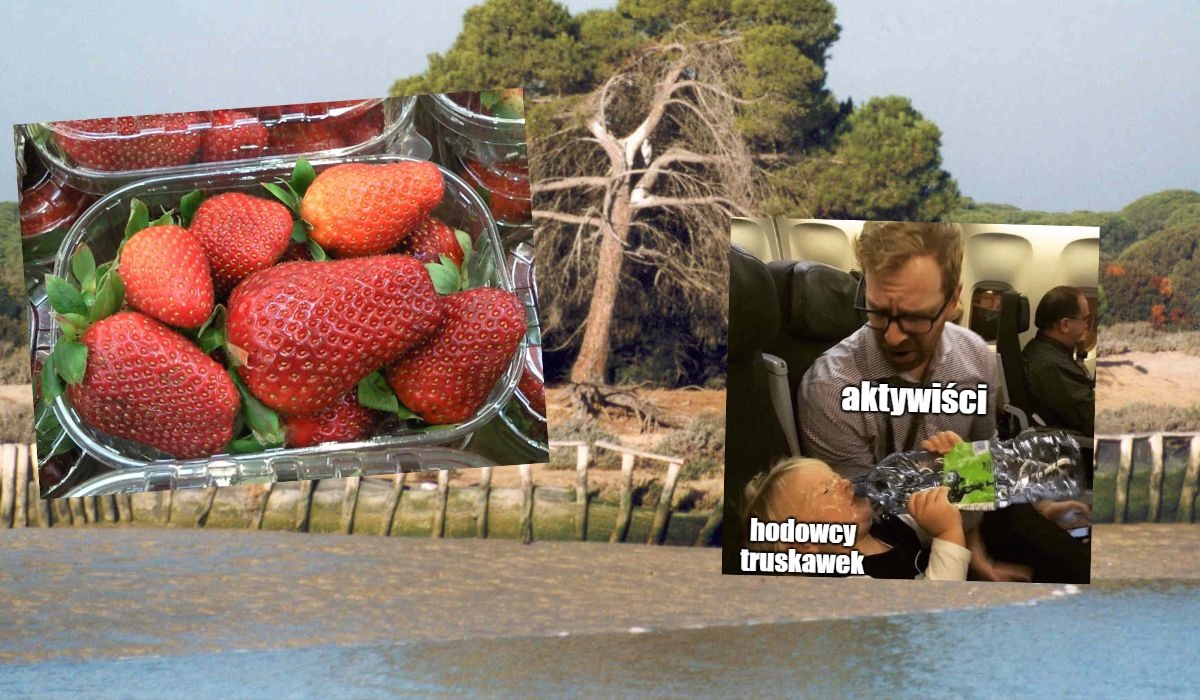 Niemcy: bojkot hiszpańskich truskawek, mają być wynikiem kradzieży wody i szkodzenia środowisku