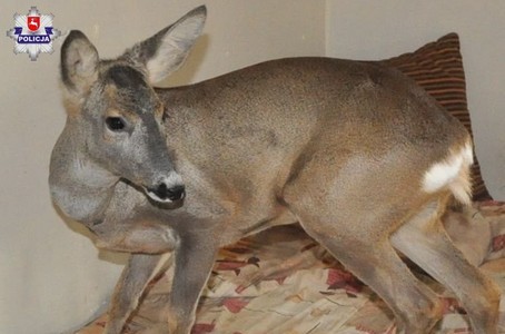 Łęczna: mężczyzna zatrzymany za mieszkanie z sarną bez zezwolenia