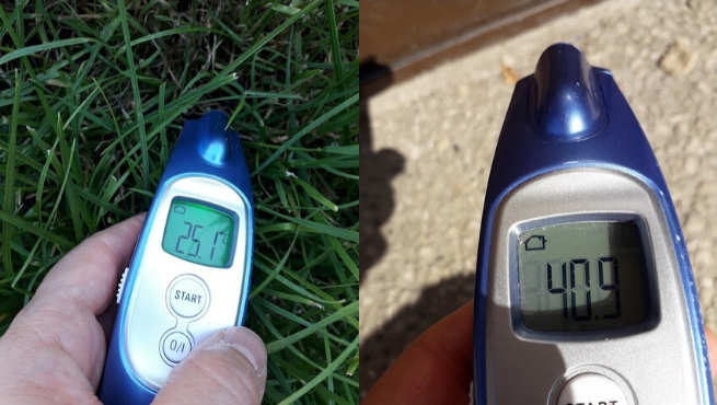 Tychy: zakład komunalny zachęca do eksperymentu z termometrem, żeby docenić niekoszoną trawę