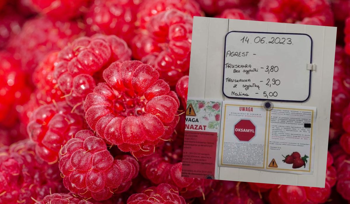 Szykuje się malinowy bunt, plantatorzy chcą lepszych cen w skupie