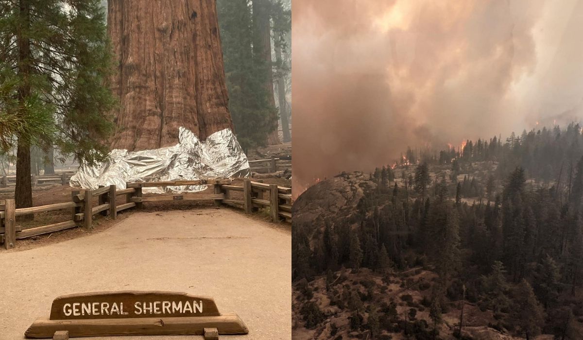 Kalifornia: trwa walka z pożarami, strażacy próbują ocalić sekwoje, owijając je ognioodpornymi kocami