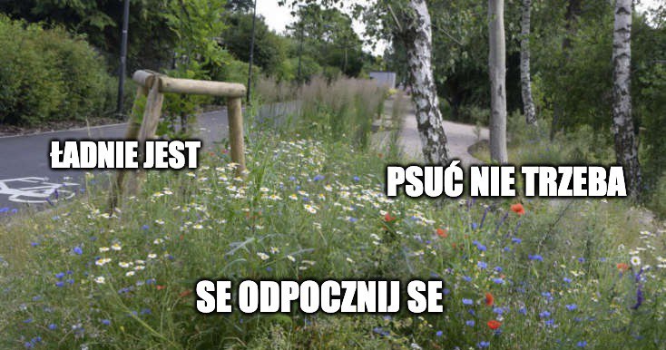 Warszawa: urzędnicy wstrzymują koszenie traw z powodu suszy