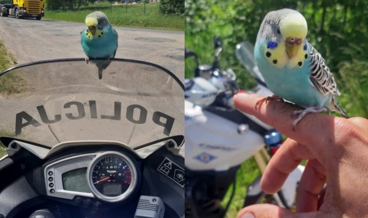 Jarosław: policjanci spotkali podejrzanie przyjazną papużkę, czeka na właściciela w lecznicy