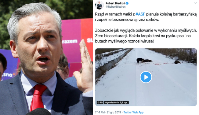 Biedroń: tak wygląda polowanie na dziki, każda kropla krwi roznosi wirusa