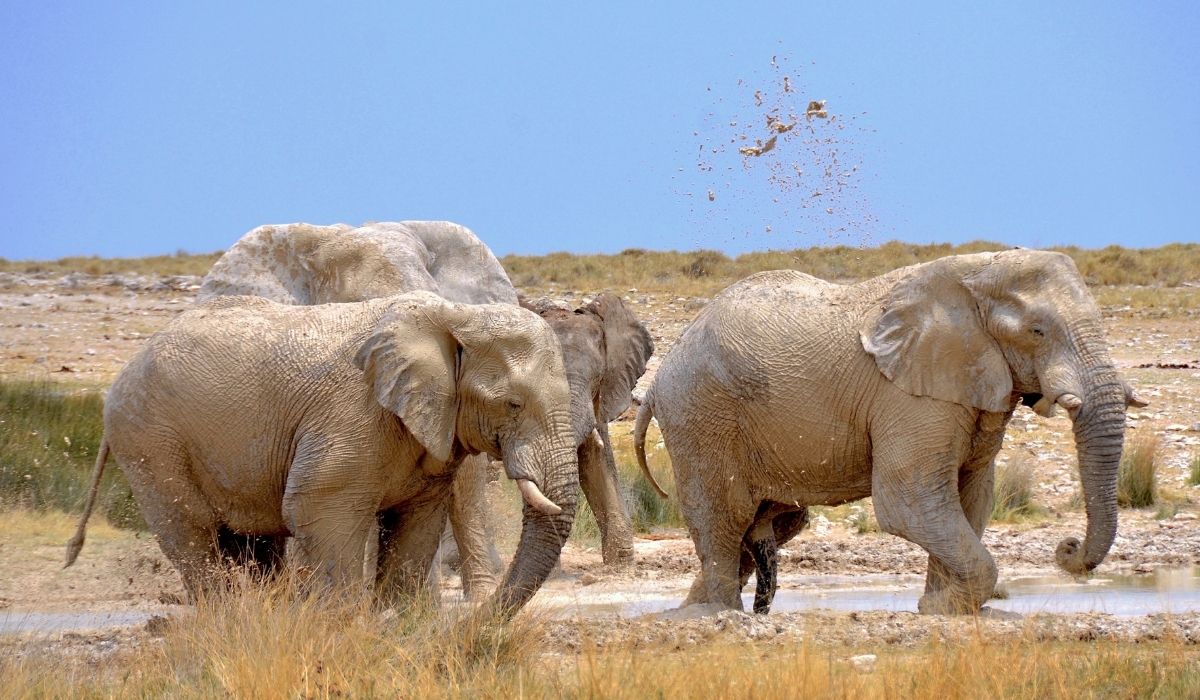 Namibia: z powodu suszy ministerstwo usiłuje sprzedać 170 słoni, żeby ludzie nie walczyli z nimi o zasoby