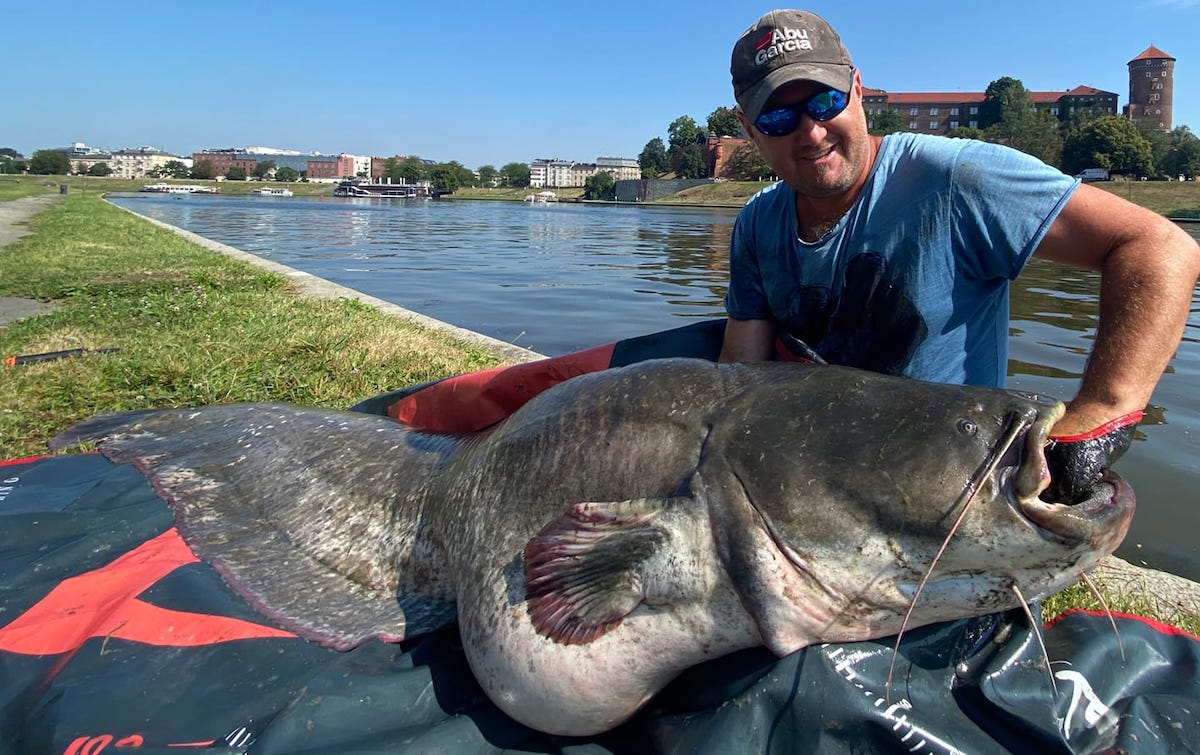 Kraków: gigantyczny sum złowiony i jednak szczupak nie jest królem wód