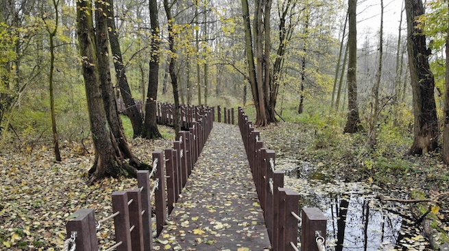 Jaśkowiak zapowiada otwarcie lasów miejskich w Poznaniu