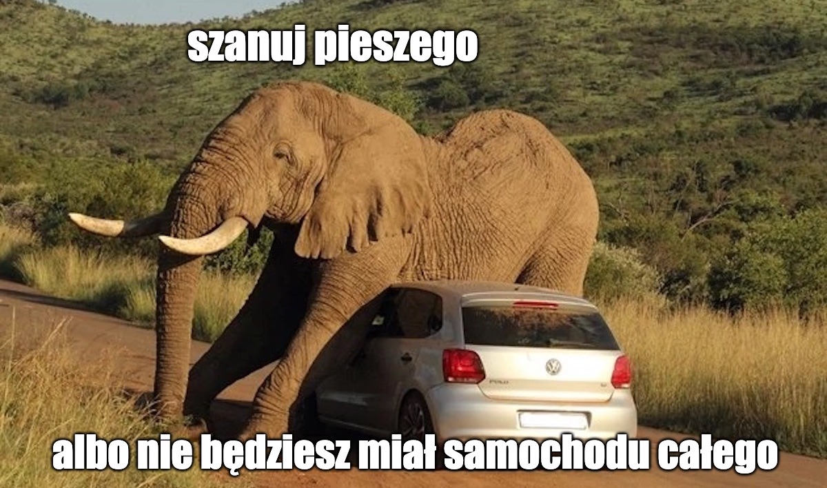 Malezja: stado słoni pokiereszowało samochód kierowcy, który niechcący potrącił małego słonia