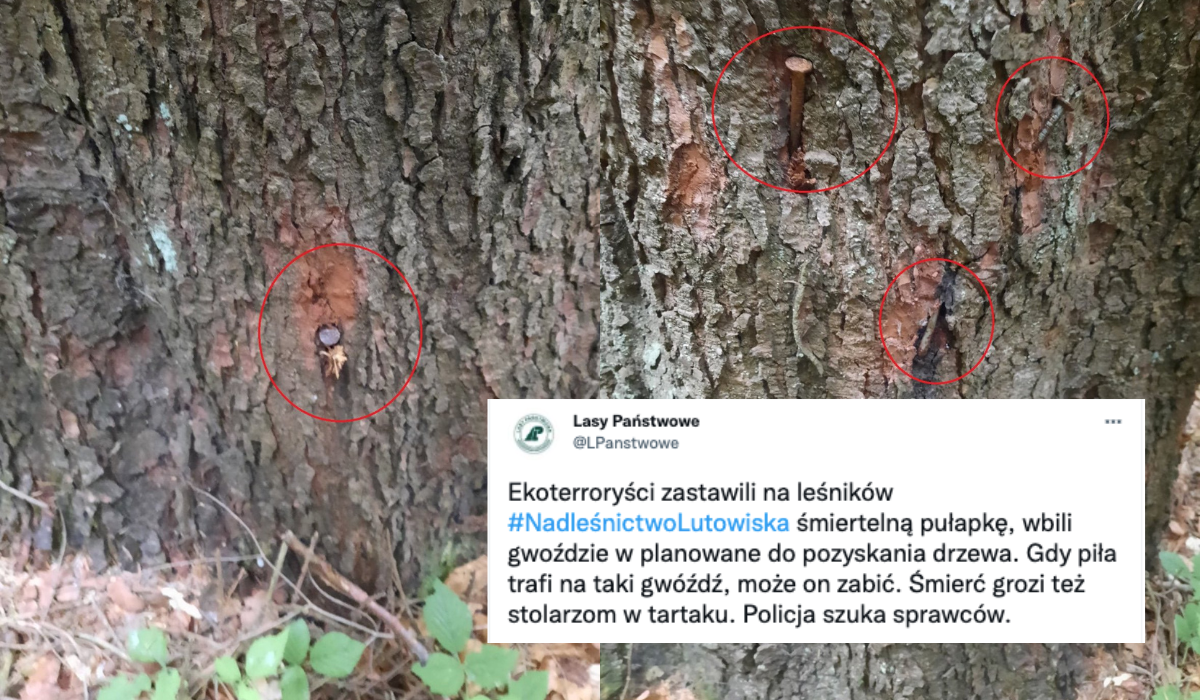 Lasy Państwowe alarmują, że na drwali zastawiane są pułapki-gwoździe, podejrzewają, że to działania radykalnych aktywistów