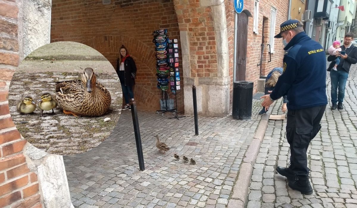 Gdańsk: kacza rodzina pod eskortą straży miejskiej opuściła Dwór Artusa
