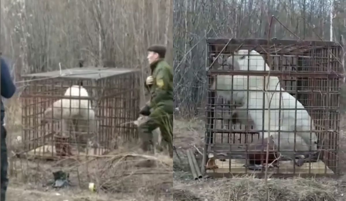 Rosja: wychudzony biały niedźwiedź przeszedł 1000 km z Arktyki do Jakucji i wyżerał karmę dla psów