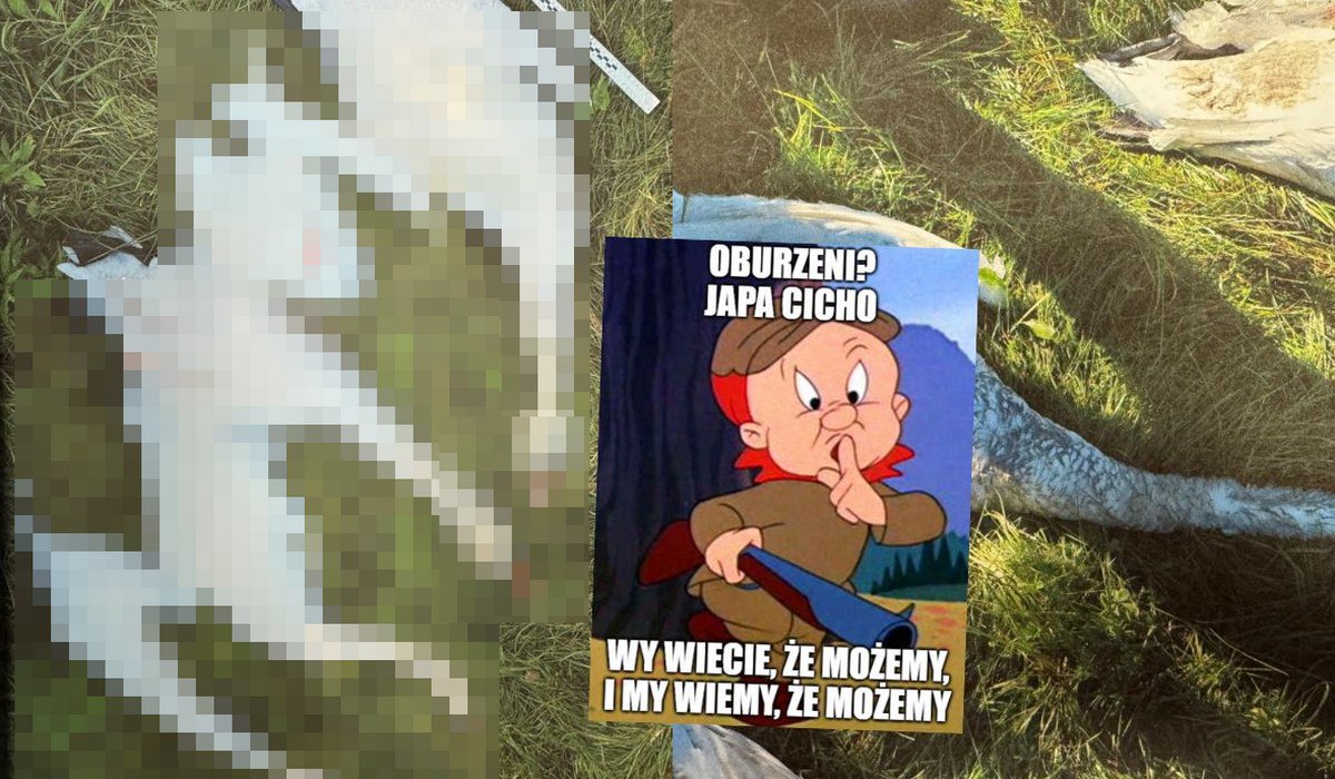 Gmina Pokój: myśliwi zatrzymani za odstrzał chronionych łabędzi, tłumaczyli, że pomylili je z gęsiami