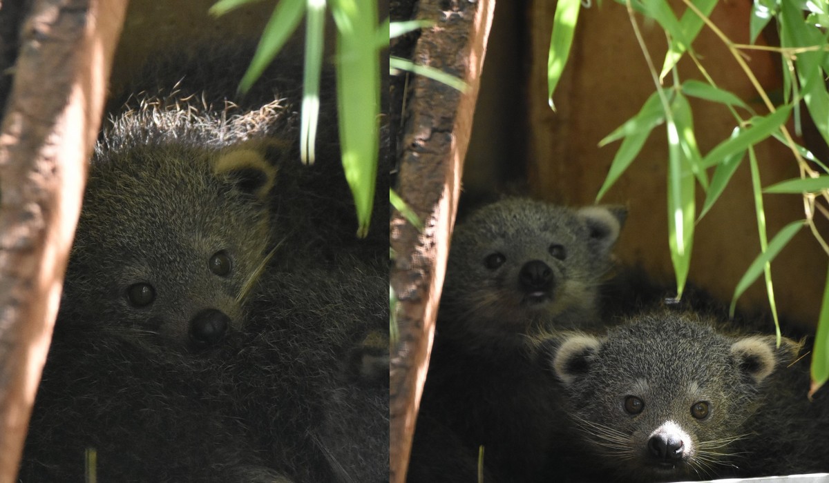 Zamość: urodziły się nowe kotoniedźwiedzie i wyglądają całkiem słodko