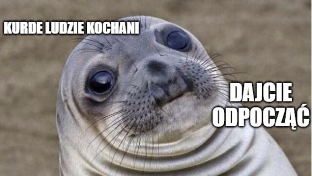 Gdynia: turyści męczą foki, żeby fajniej wychodziły na zdjęciach i nagraniach