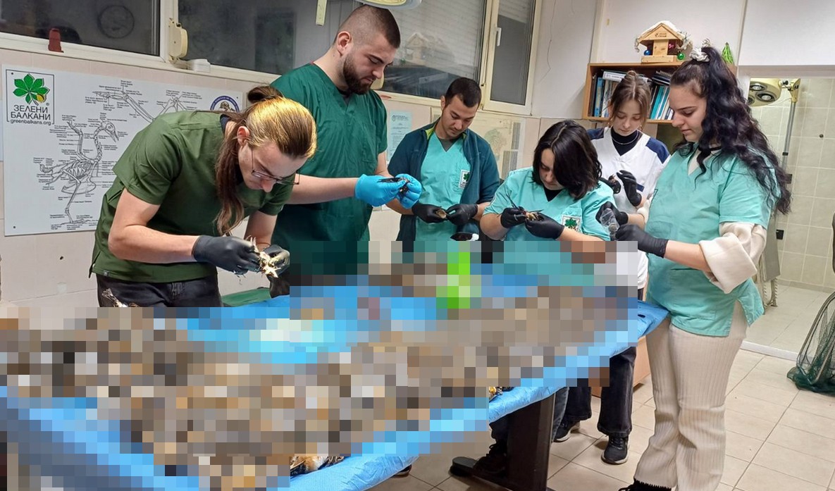 Bułgaria: setki ptaków zginęło w wyniku stresu wywołanego sylwestrowymi fajerwerkami