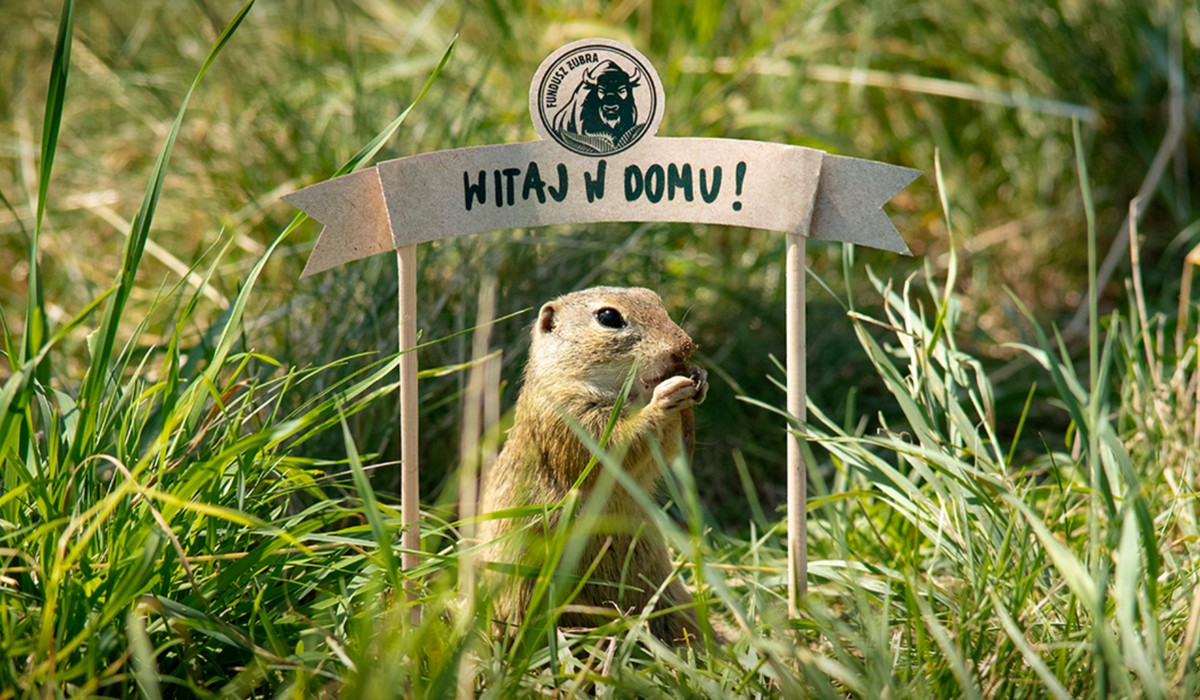 Fundusz Żubra znowu pomaga, zajmie się przywróceniem w Polsce susłów, za którymi wszyscy skrycie tęsknimy