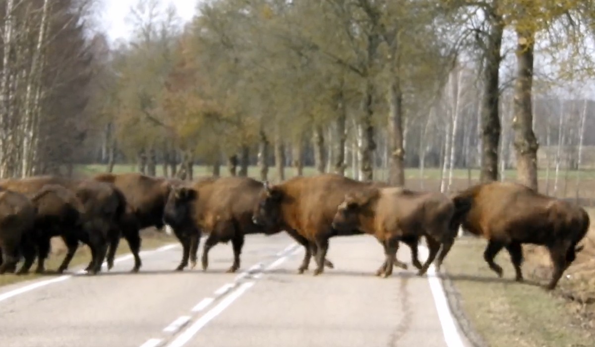 Żubry zorganizowały sobie wycieczkę po Podlasiu wstrzymując na chwilę ruch na ulicy