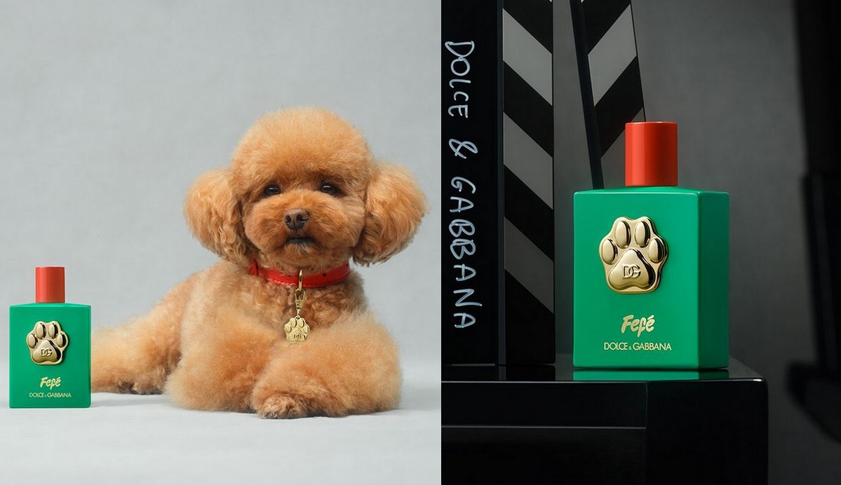 Dolce & Gabbana wprowadza na rynek perfumy dla psów za 99 euro