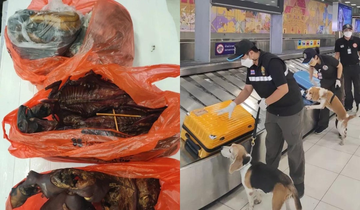Tajlandia: Chińczyk wpadł na lotnisku z przemytem, psy wykryły między innymi wędzone nietoperze