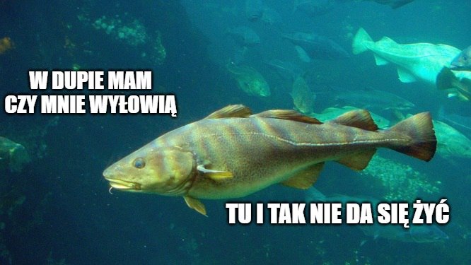 "Trzeba rozważyć bezterminowy zakaz połowów na Bałtyku" - mówi doradca ministra gospodarki morskiej