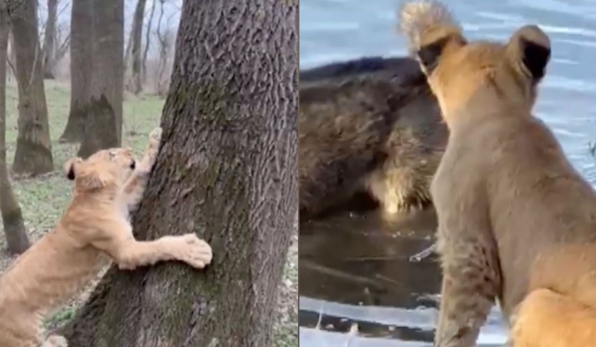 Mołdawia: oswojony lew z ukraińskiego ZOO znalazł się nad Dniestrem i nieco wystraszył rybaków