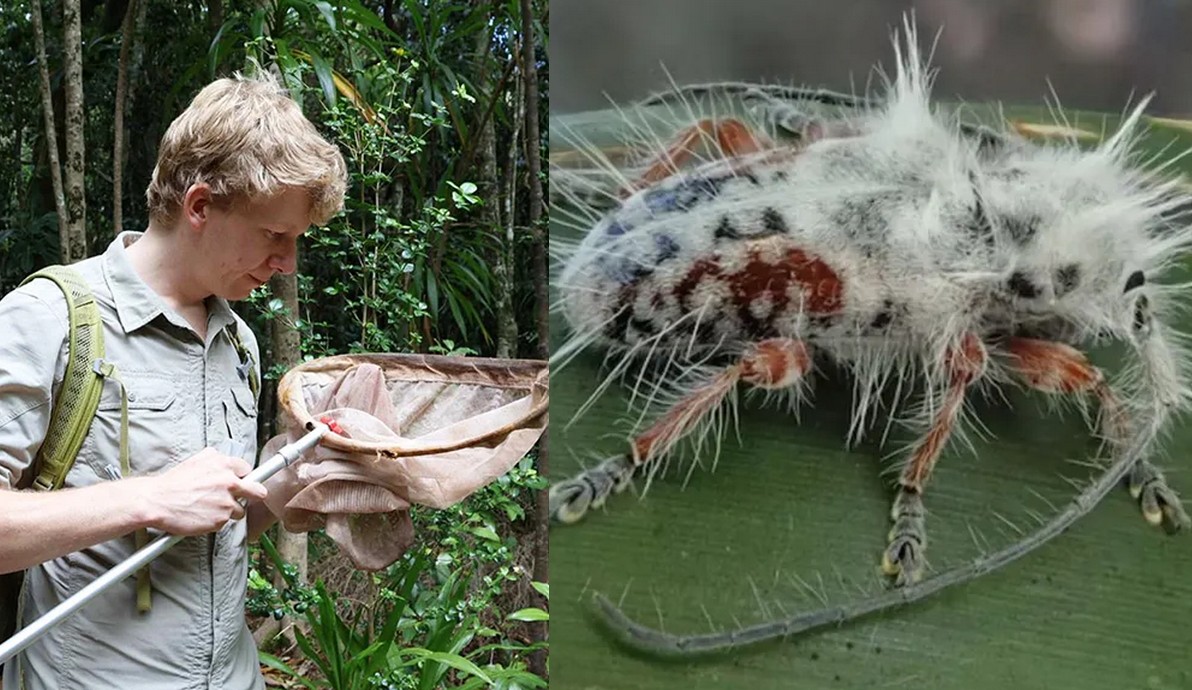 Australia: chrząszcz-punk został późno odkryty, bo doskonale udawał ptasią kupę