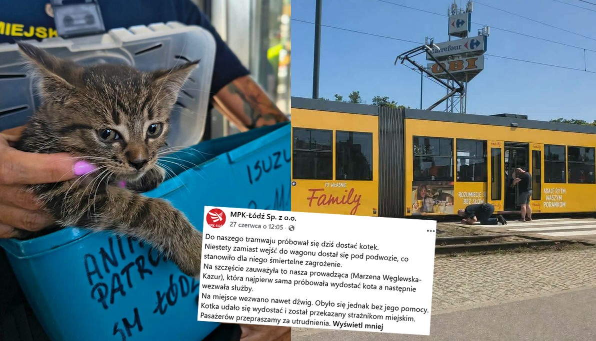 Łódź: akcja ratunkowa powiodła się i wyciągnięto przestraszonego kitka, który teraz nazywa się Szynek