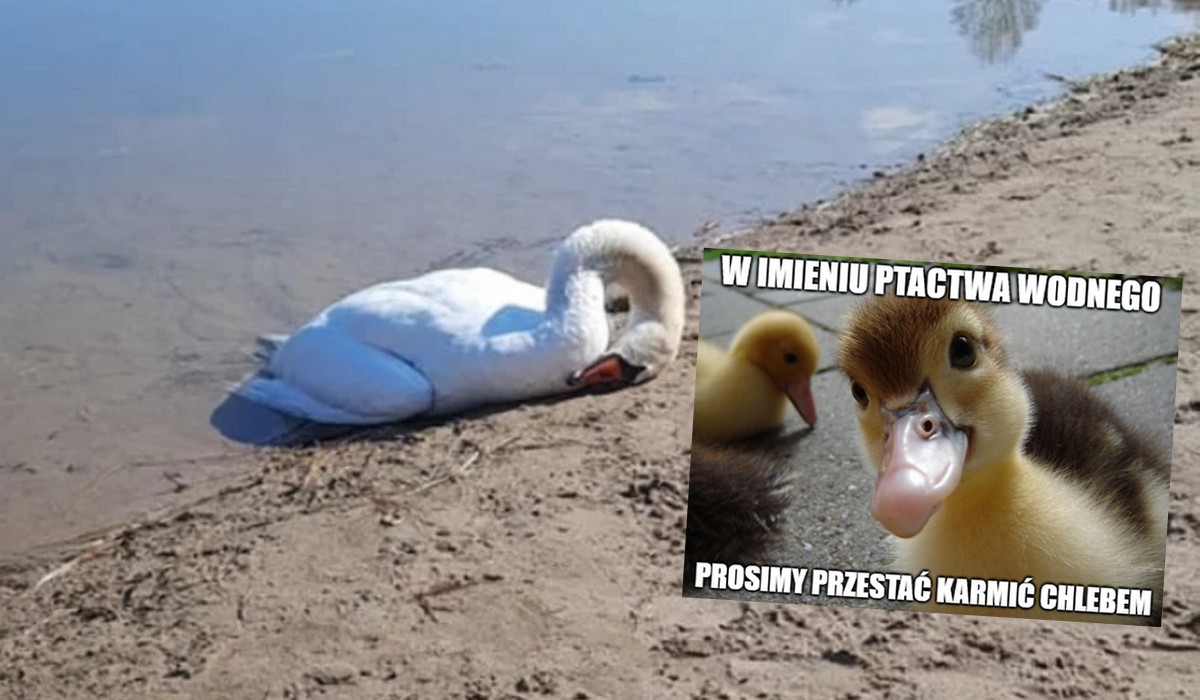 Gniezno: łabędź najpewniej został zakarmiony chlebem na śmierć, w żołądku miał 3 kg pieczywa