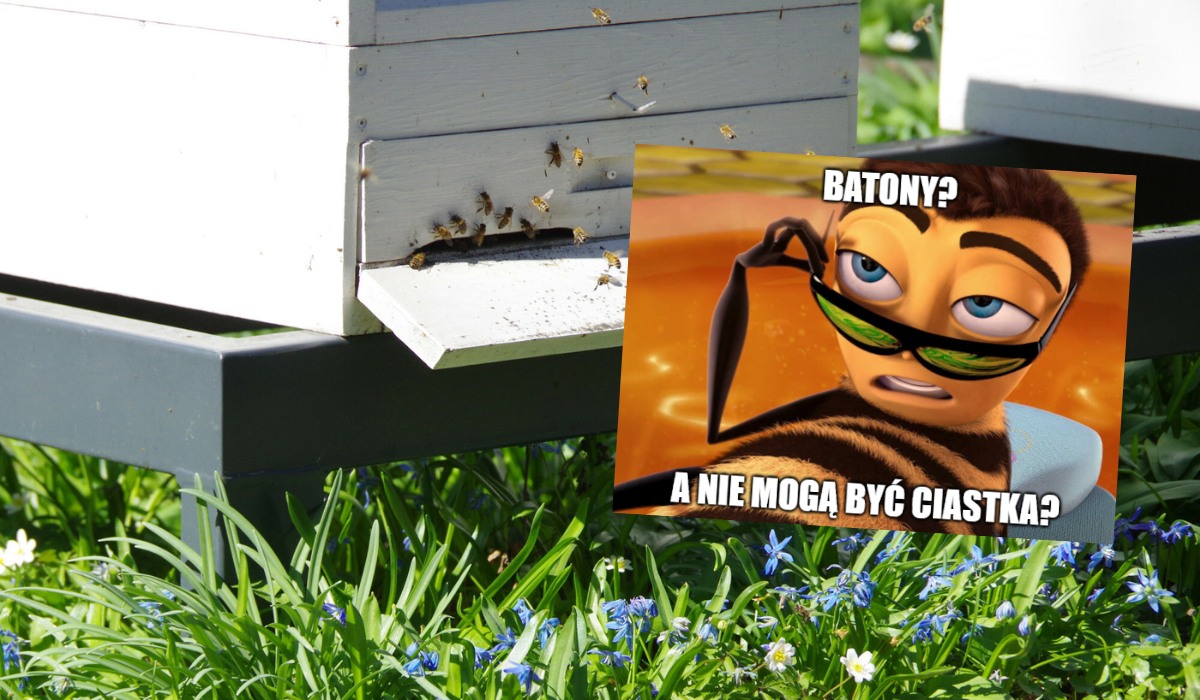 Naukowcy stworzyli batony energetyczne dla pszczół, na wypadek, gdyby zabrakło im pyłu kwiatowego