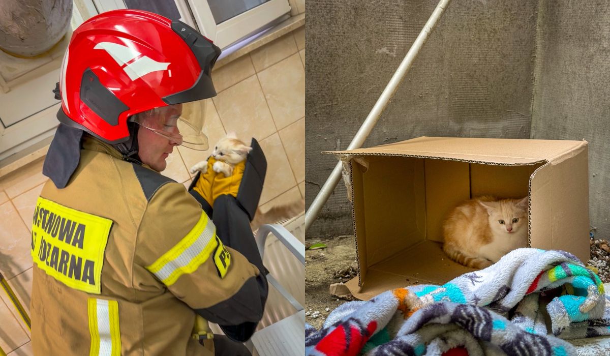 Kraśnik: strażacy uratowali kitka wielce miauczącego, w szybie okiennym uwięzionego