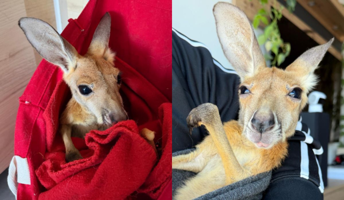 Warszawa: opiekunom ZOO udało się odchować kangurzycę Stefcie, bo w torbie matki średnio jej się podobało