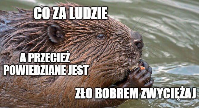 Policja złapała kłusowników, którzy polowali na bobry, żeby robić z nich wędliny