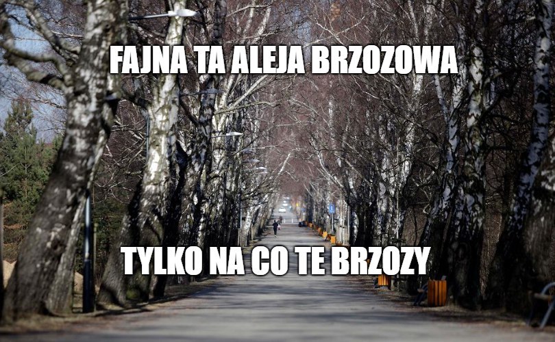 Radni chcą wycięcia brzóz w Alei Brzozowej