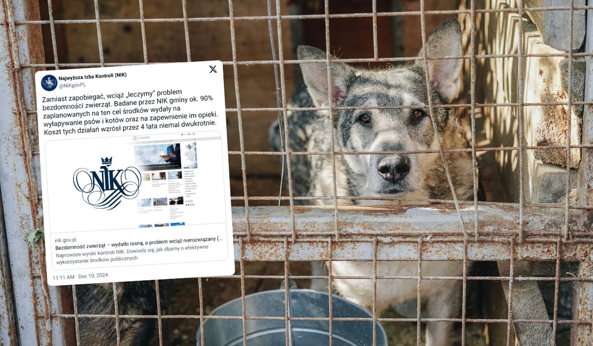Raport NIK: gminy nie mają pomysłu ani tym bardziej planu na bezdomne zwierzęta