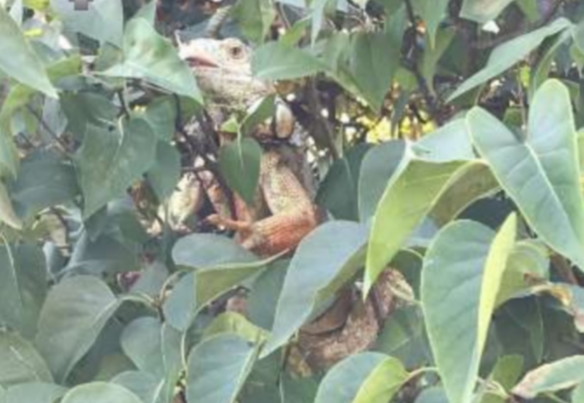 Opole Lubelskie: mężczyzna znalazł warana w malinach, ale tak dokładniej to był legwan