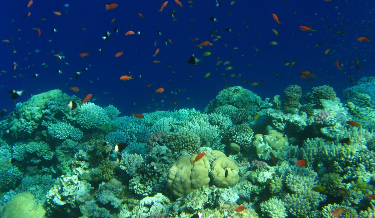 Badanie: na świecie jest znacznie więcej raf koralowych niż do tej pory sądzono