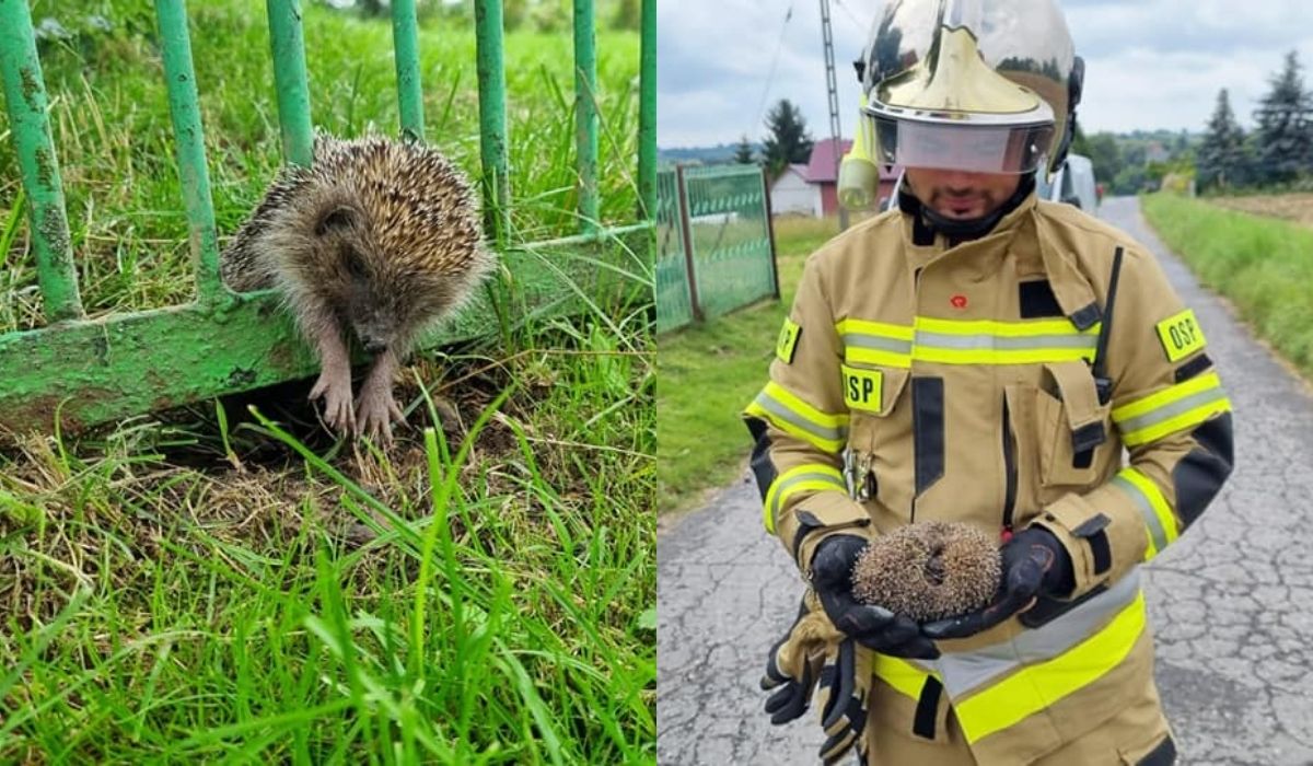 Goszcza: strażacy uratowali młodego jeża, który utknął w ogrodzeniu i cyk, dzień troszkę jakby lepszy