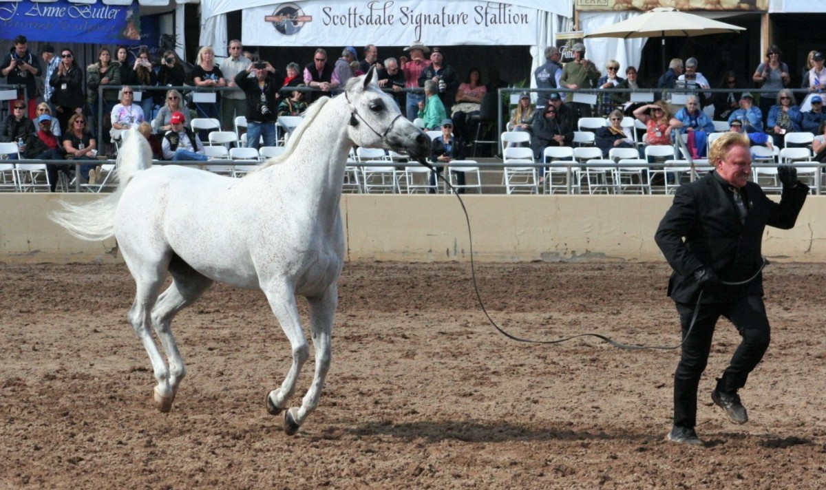 Księżniczka wylicytowała klacz Perfinkę w Janowie Podlaskim, ale nie chce teraz płacić