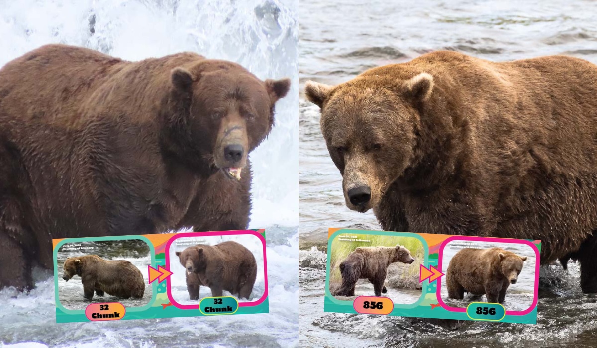 Na Alasce trwa konkurs na najgrubszego niedźwiedzia i może chcesz zobaczyć, zanim pójdą w zimowe spanko