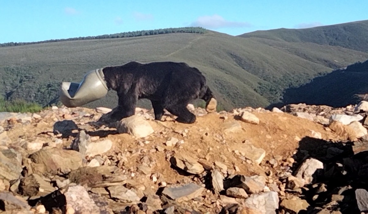 Hiszpania: śmiałkowie uratowali niedźwiedzia, który wetknął łeb w plastikową osłonę i nie mógł zdjąć