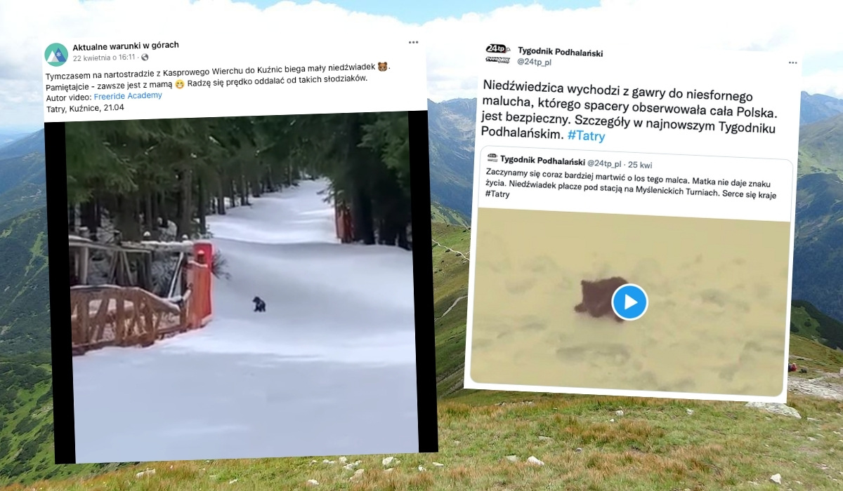 Tatry: słynny "płaczący niedźwiadek" już nie płacze, bo mama wyszła z gawry i go znalazła