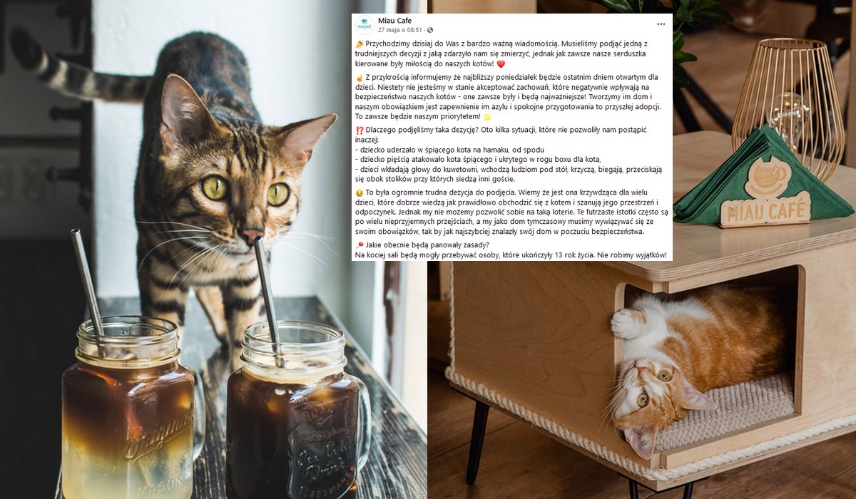 Kocia kawiarnia przestaje przyjmować u siebie klientów z dziećmi, bo te nie zawsze potrafią obchodzić się ze zwierzętami