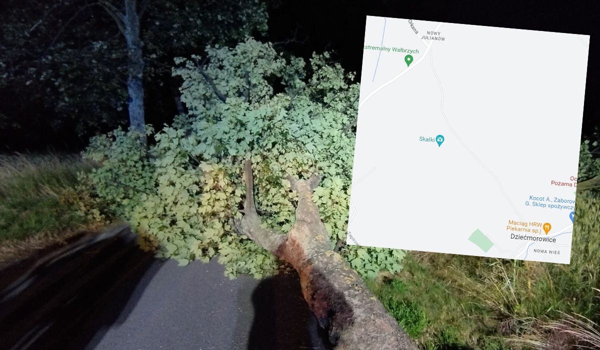 Dziećmorowice: ktoś partyzancko wyciął 22 duże drzewa przy szosie i zostawił, żeby służby się z nimi uporały