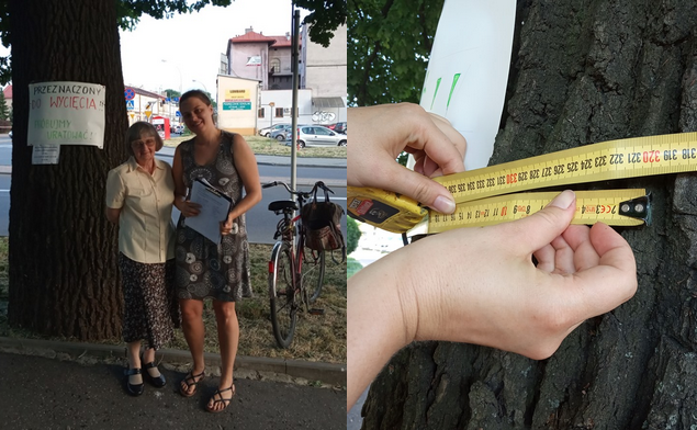 Dwie panie Irenki uwzięły się i uratowały 200-letni dąb w Rzeszowie